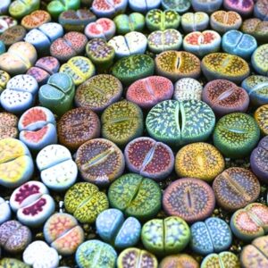 15 Lithops Succulent Plants Living Stone