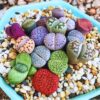 25 Lithops Plants Live