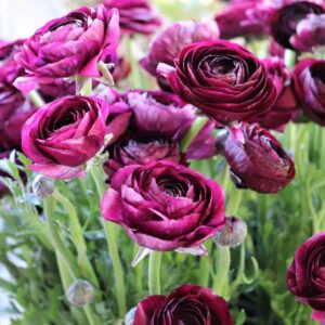 Alternative view of Pack 25 Purple Ranunculus Buttercup Bulbs