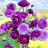 Pack 25 Purple Ranunculus Buttercup Bulbs