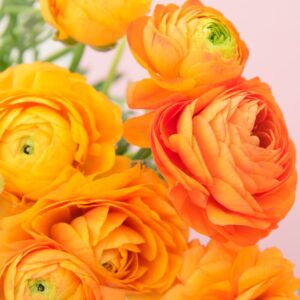 Pack 25 Orange Ranunculus Buttercup Bulbs