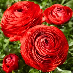 Pack 25 Red Ranunculus Buttercup Bulbs