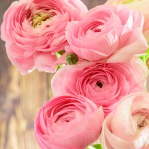 Combo 25 Pink Ranunculus Buttercup Bulbs
