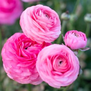 Alternative view of Pack 25 Pink Ranunculus Buttercup Bulbs