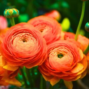 Alternative view of Set 25 Orange Ranunculus Bulbs Buttercup