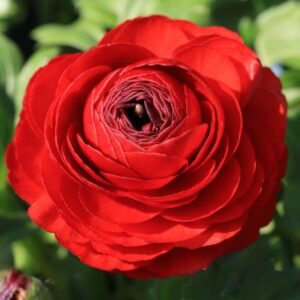 Set 25 Red Ranunculus Bulbs Buttercup
