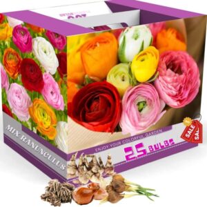 Alternative view of 25 Mixed Ranunculus Bulbs