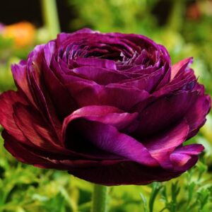 Alternative view of 25 Purple Ranunculus Bulbs