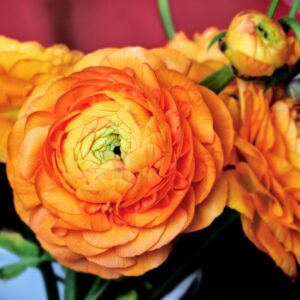 25 Orange Ranunculus Bulbs