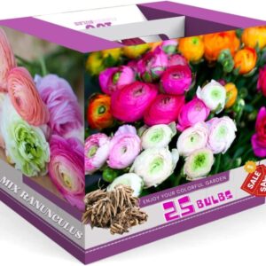 Alternative view of 25 Mix Ranunculus Buttercup Bulbs