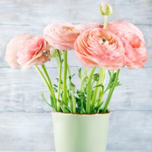 Alternative view of 25 Pink Ranunculus Peony Buttercup Bulbs