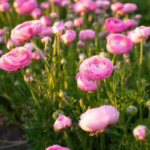 Alternative view of 25 Pink Ranunculus Buttercup Bulbs