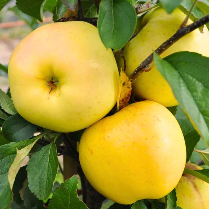 Golden Apple 2-3 Ft Tall - Image 4