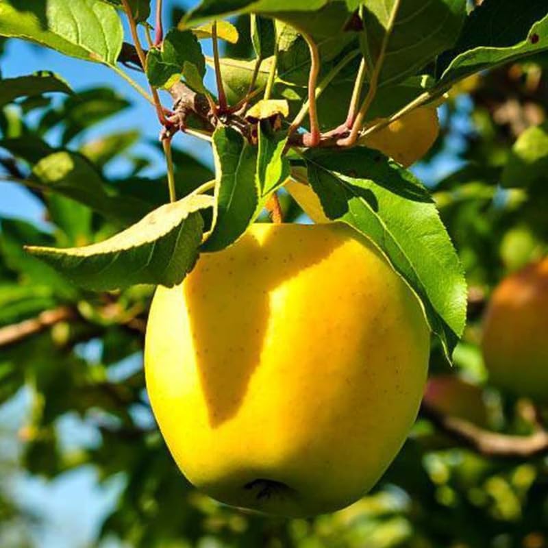 Golden Apple 2-3 Ft Tall - Image 5