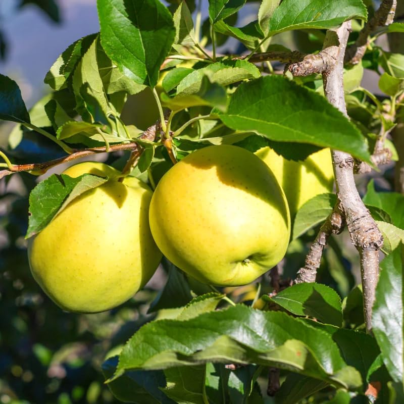 Golden Apple 2-3 Ft Tall - Image 3