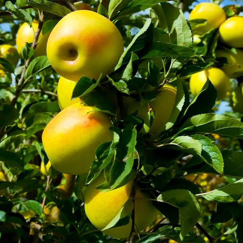 Golden Apple 2-3 Ft Tall