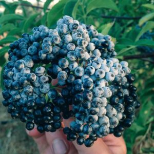 Alternative view of Elderberry Tree