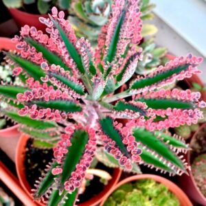 Kalanchoe Plants (Plant and Cuttings - Choose Variety)