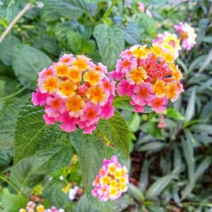 Colorful Lantana Plants