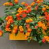 Lantana Plants