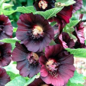 Alternative view of Hollyhock Seeds