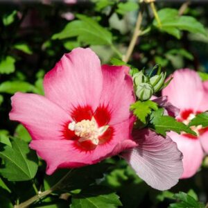 Rose of Sharon Tree 12-18 Inch, Quart Pot