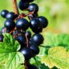 Currant Plant, Delicious Berries, Many Varieties: Consort Currant, Red Currant....