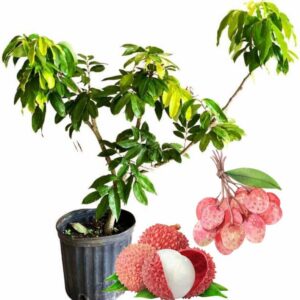 Alternative view of Lychee Tree