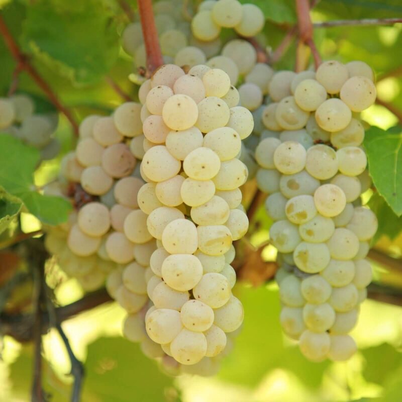 Grape Vine - Image 4