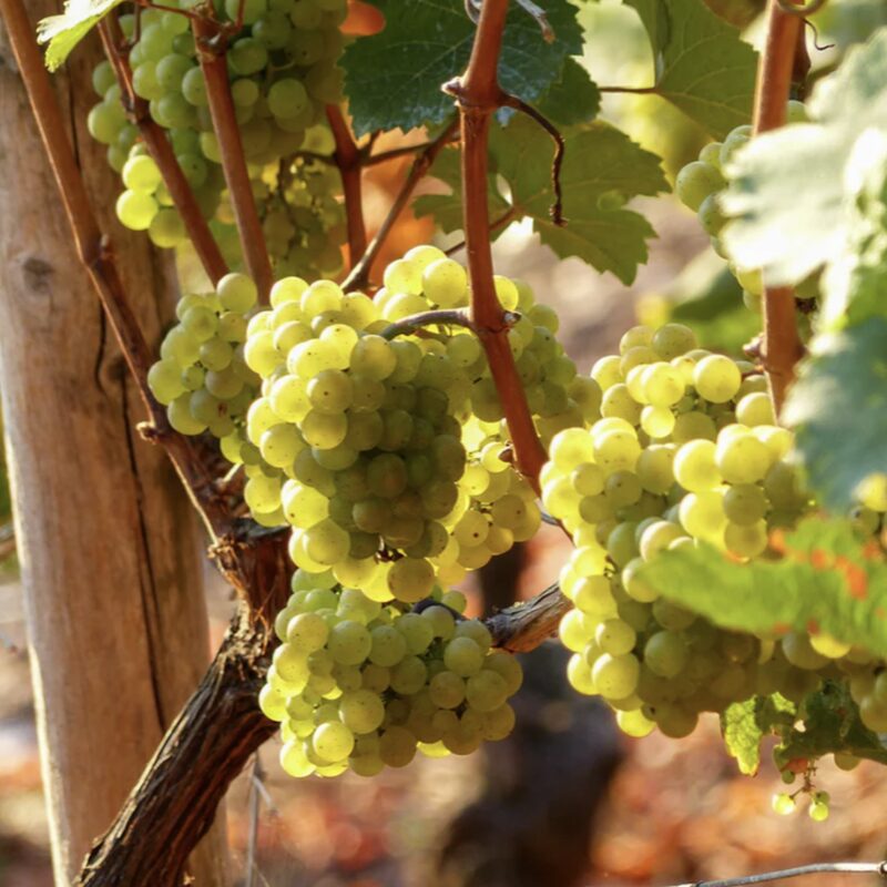 Grape Vine - Image 3