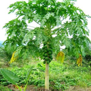 Alternative view of Papaya Tree Live Plant 5-10" Tall in Pot