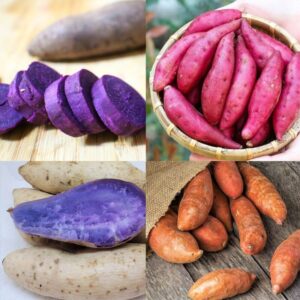 Mixed Colors Sweet Potato Slips, Sweet Potato Vine Live Plant - 10 Slips - Non-Gmo Organic - Well Rooted - Zone: 10-11- Outdoors - Full Sun