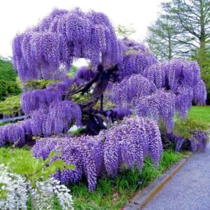 Wisteria Tree Plant