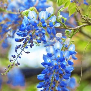 Alternative view of Wisteria Tree Plant