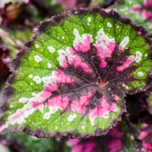 Dream Weaver Begonia Plant Potted
