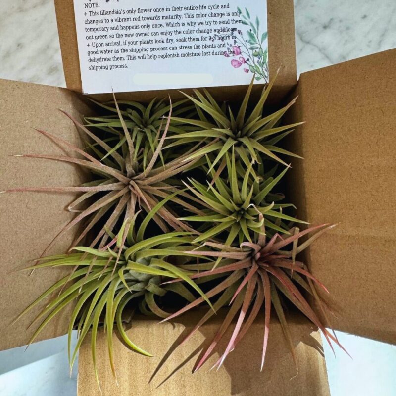 Red Tillandsia Air Plants Live - 2 to 3 Inc Tall
