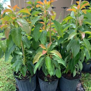 Alternative view of Cold Hardy Long Neck Avocado Tree Plant Live, Grafted Long Neck Avocado Plant Live Tree In Pot, 2-3Ft No CA