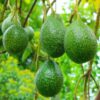 2-3Ft Hass Avocado Tree Plant Live In Pot, Grafted Avocado Trees Live Plants, Cold Hardy Hass Avocado Tree