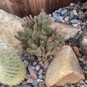 Cinnamon Cactus Plant