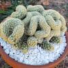Brain Crested Mammillaria Cristata Cactus