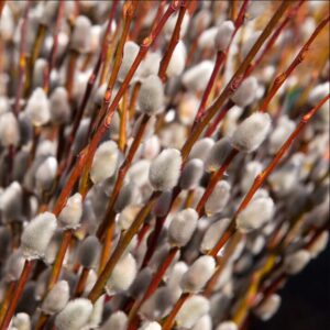 Alternative view of 40 Large Pussy Willow Tree Cuttings, No Root, Easy to Root, Landscape Planting, 8-10" Cuttings to Yield 40 Trees In Field or 80 In Containers