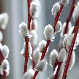 Alternative view of 10 Big Pussy Willow Tree Cuttings, Unroot, Pussy Willow Plants Cuttings, Pussy Willow Live Plant Cuttings for Planting