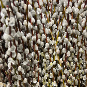 10 Large Pussy Willow Tree Cuttings, No Root, Easy to Root, Landscape Planting, 8-10 Inch Cuttings to Yield 10 Trees In Field or 20 In Containers