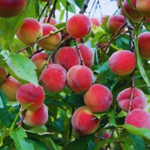 Set 2 Florida Live Peach Trees Grafted Plants in 3 Gallon Pot, Large Peach Trees Live Plants, 3-4 Feet in Tall, No, CA, Peach Trees Plants Well-rooted for Planting