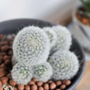 Alternative view of Mammillaria Senilis Feather Cactus Plant