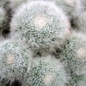 Mammillaria Senilis Feather Cactus Plant