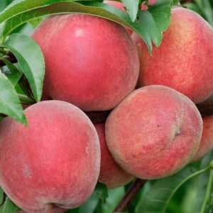 Alternative view of Florida Live Peach Tree Grafted Plant in 3 Gallon Pot, Large Peach Tree Live Plant, 3-4 Feet in Tall, No, CA, Peach Tree Plant Well-rooted for Planting