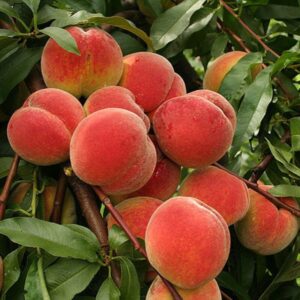 Florida Live Peach Tree Grafted Plant in 3 Gallon Pot, Large Peach Tree Live Plant, 3-4 Feet in Tall, No, CA, Peach Tree Plant Well-rooted for Planting