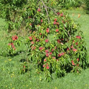 Alternative view of Florida Grande Peach Tree Live Plant, 3-4 Feet Tall in 3 Gallon Pot, Grafted Peach Tree Plant Live, Well Rooted Peach Tree, Ready to Plant, No CA