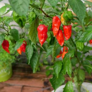 Alternative view of Red Dragon's Breath Pepper Plants Live - 4 Count - 70 Days Old Hottest Chili Pepper Plant - Dragon Breath Pepper Grow in Zones 9-11